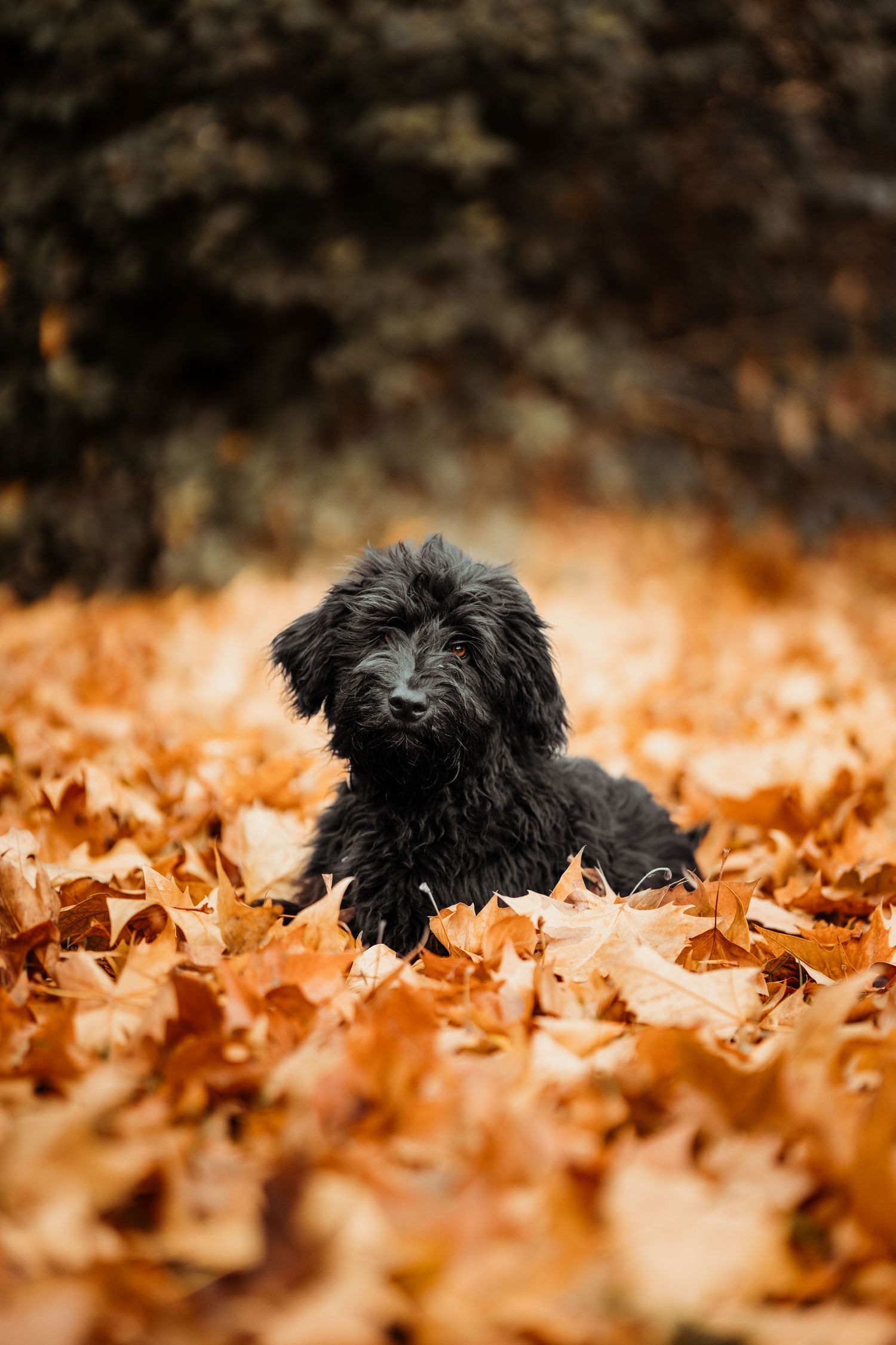 foto; fotografia; cane; fotografo; fotografo Firenze; Firenze; dog; dog photographer; photo; fotografo di cani; fotografo cani; cane;