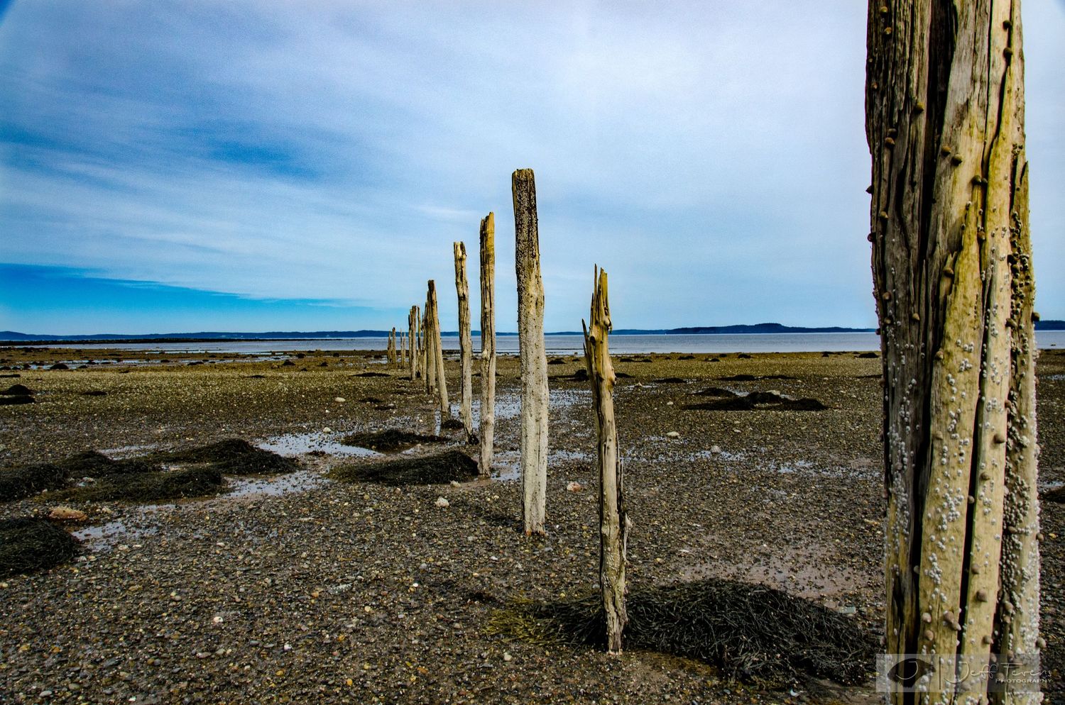 Old wharf piles at low tide.