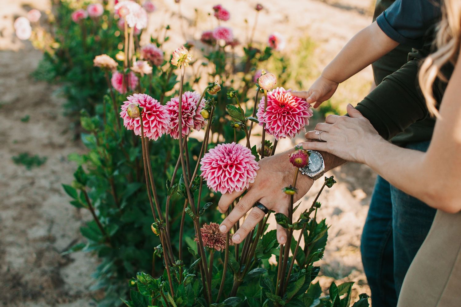 Pink dahlia flowers blooming in garden with hands reaching to touch petals in Royal City, Washington.