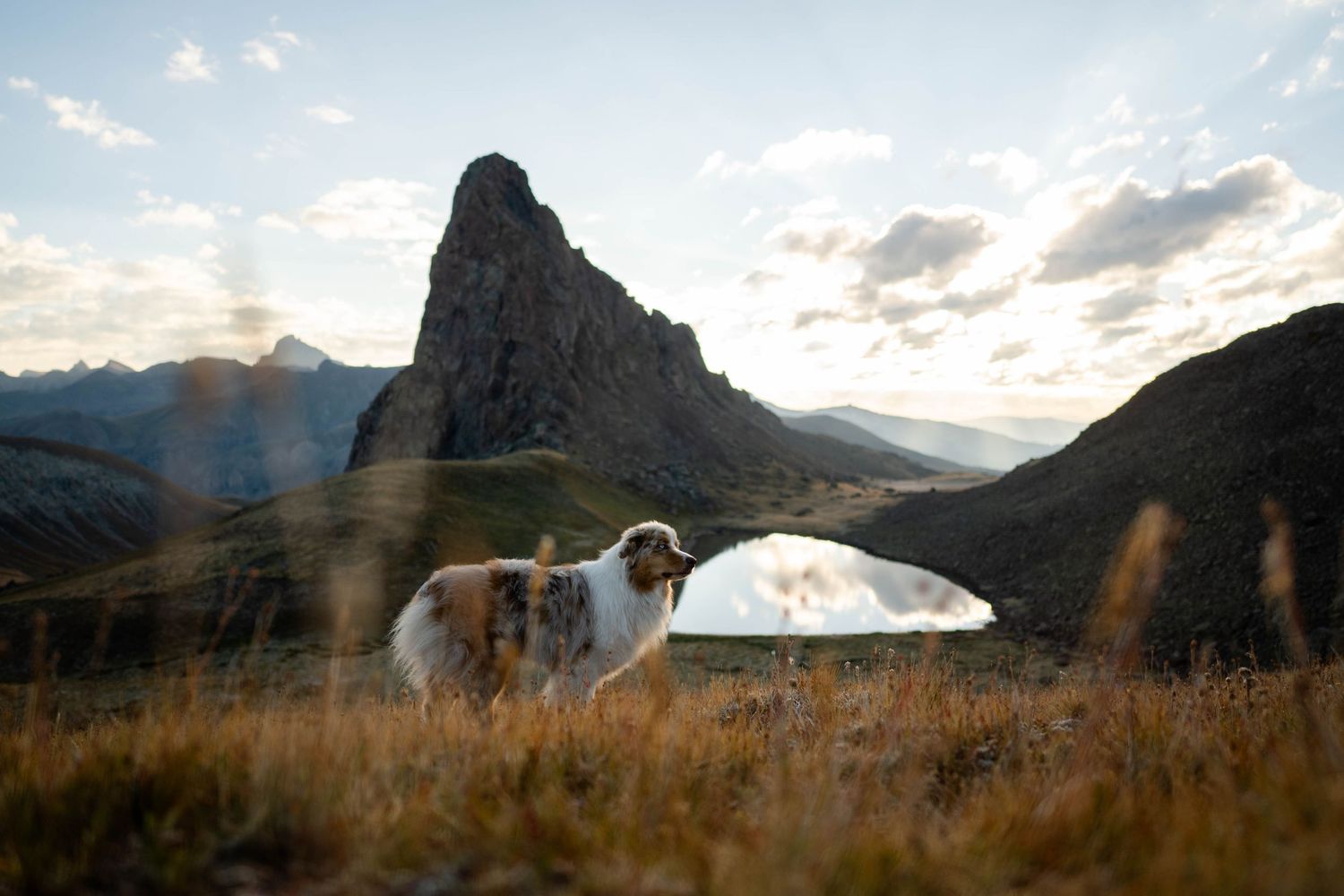 Scenic mountain landscape with dramatic clouds and alpine lake with Australian Shepherd in the San Juan Mountains of Colorado.