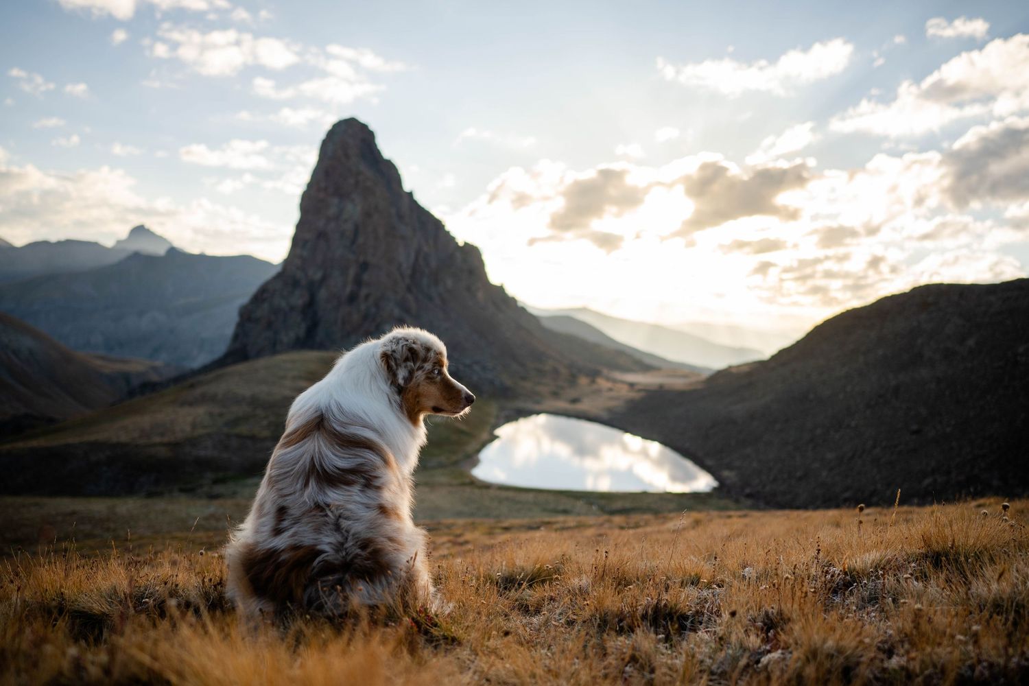 Scenic mountain landscape with dramatic clouds and alpine lake with Australian Shepherd in the San Juan Mountains of Colorado.