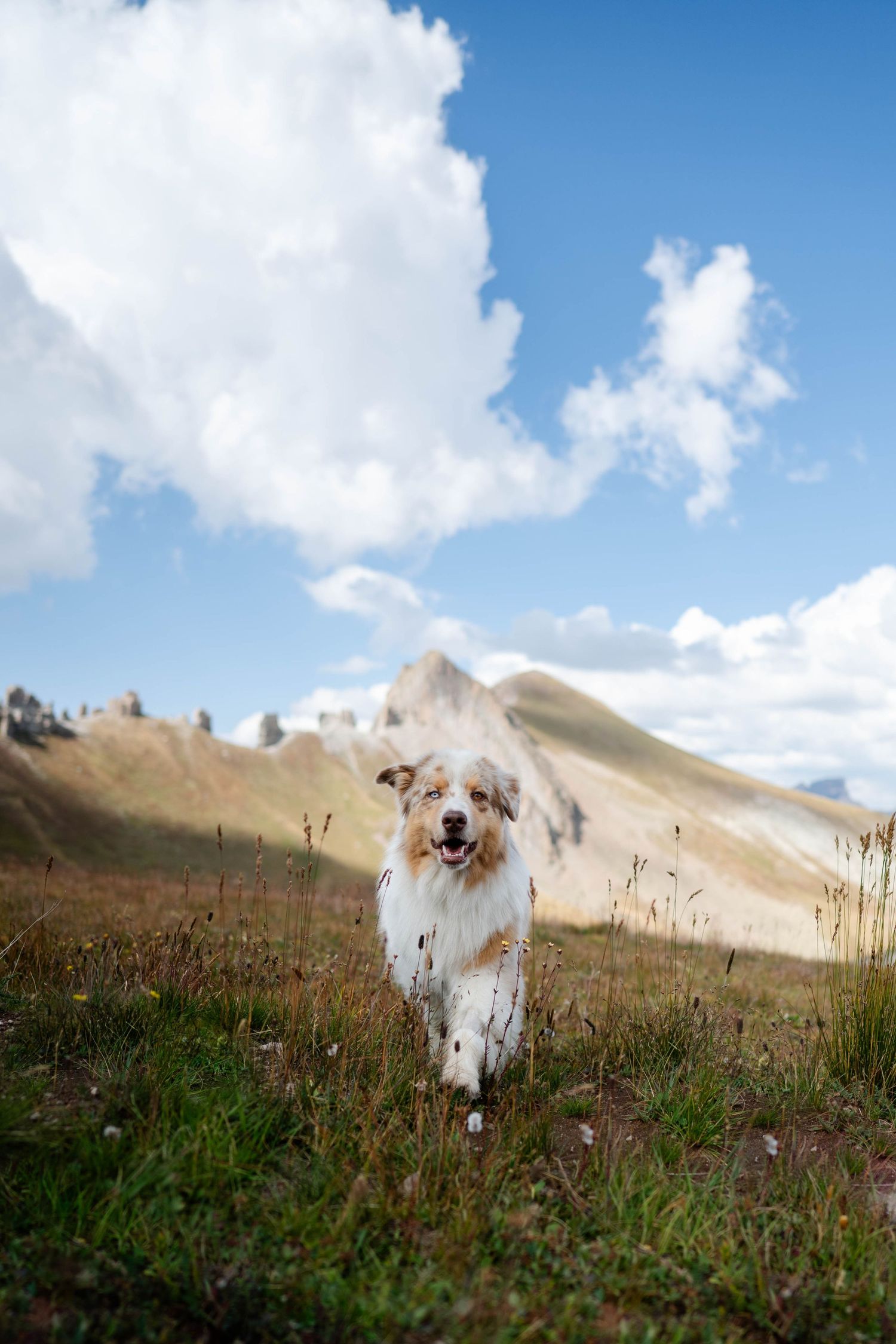 An Australian Shepherd runs through a mountain landscape with rolling hills and blue sky in the background.