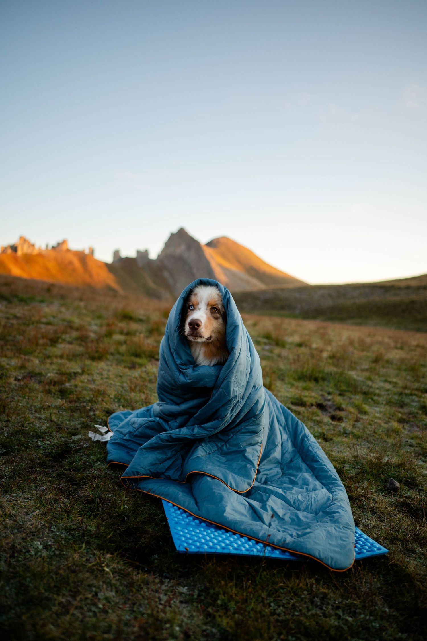 A dog wrapped in a cozy blue blanket sits on a high alpine hillside at sunset, creating a serene outdoor scene.