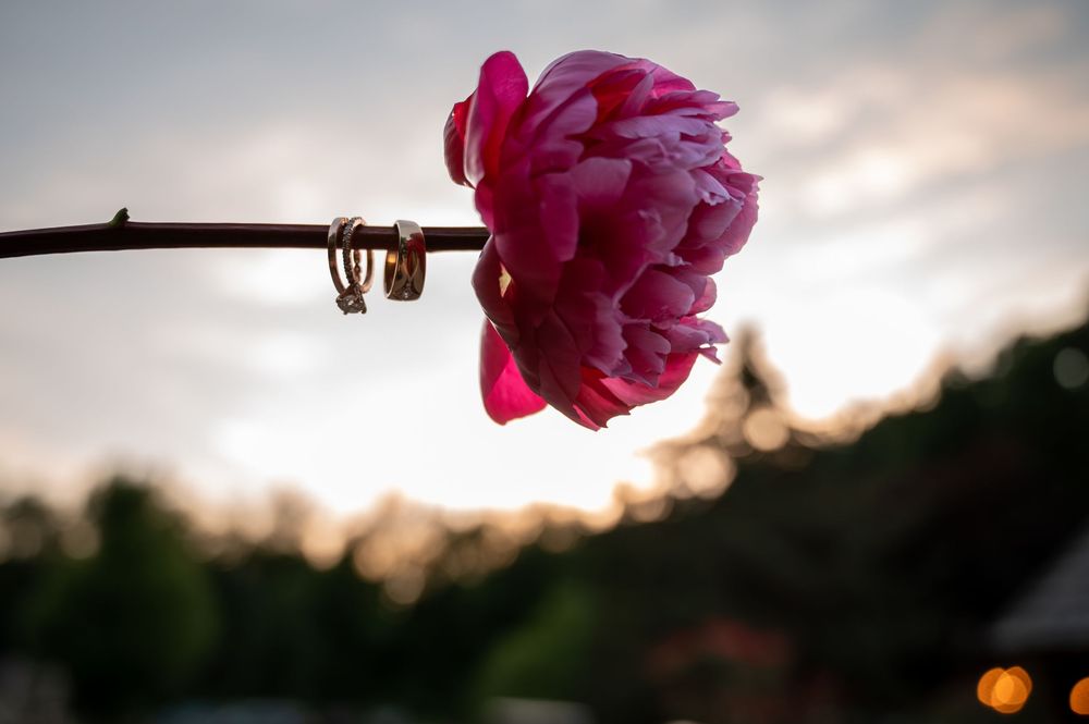 Pink peony flower with wedding rings on a branch at sunset.