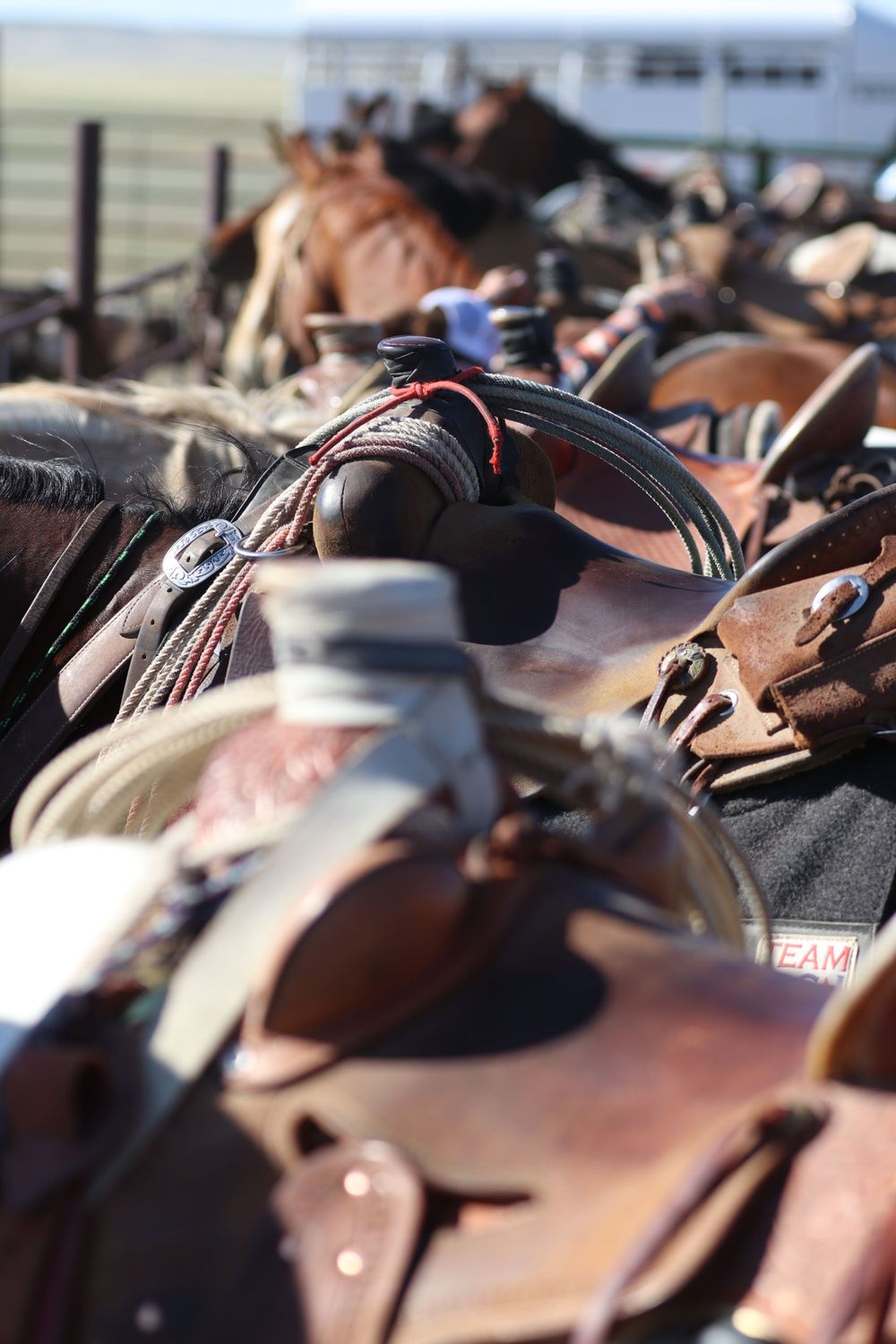 Multiple western saddles lined up in a row at a ranch or stable.