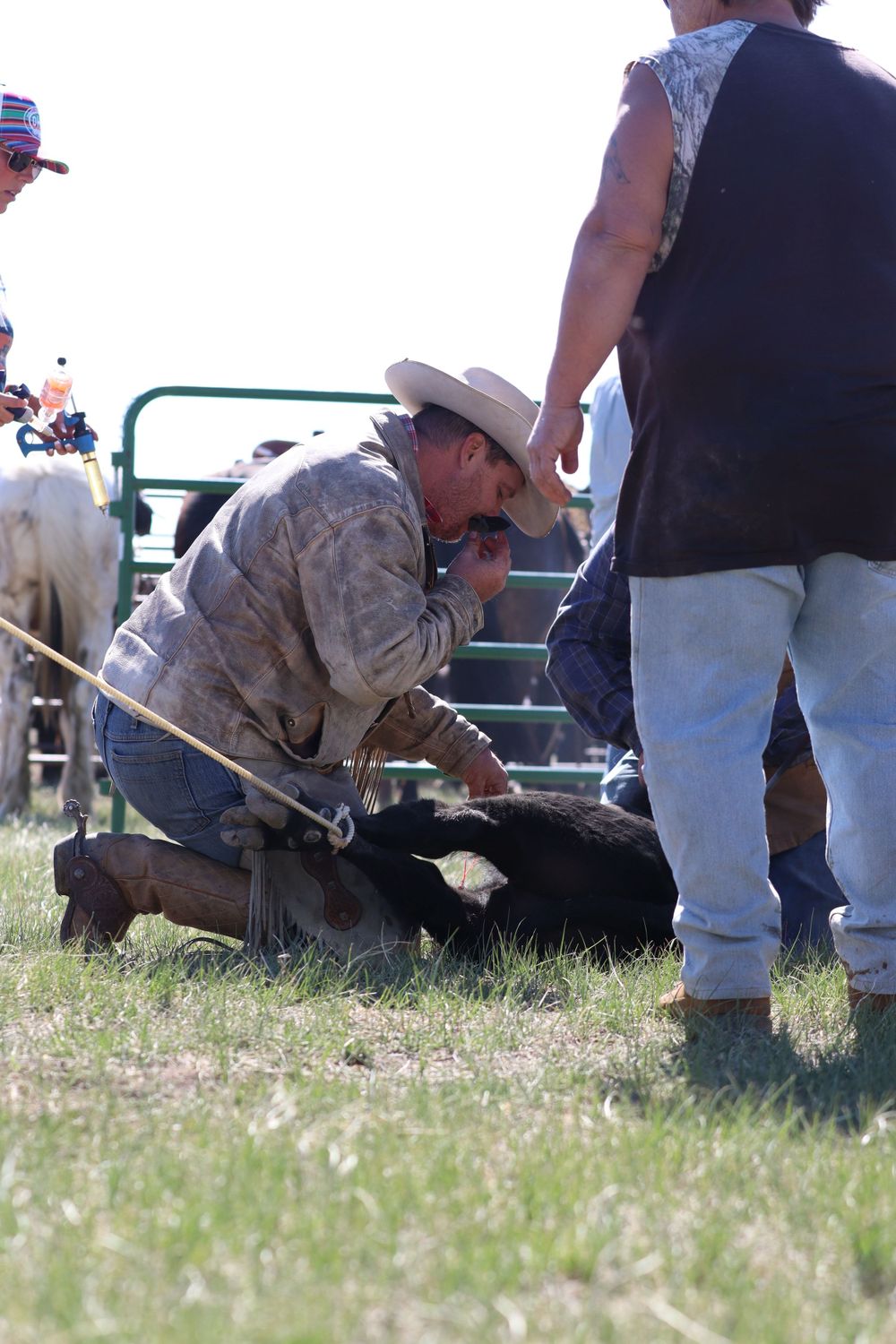 Cowboy in western wear working with livestock at outdoor rodeo event.
