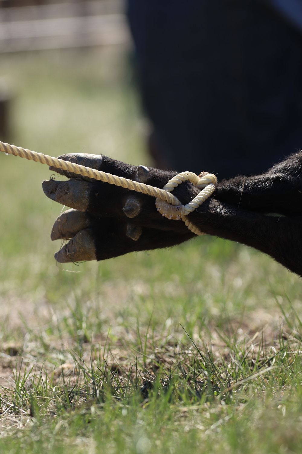 Close-up of leather gloves holding a rope against grassy background.