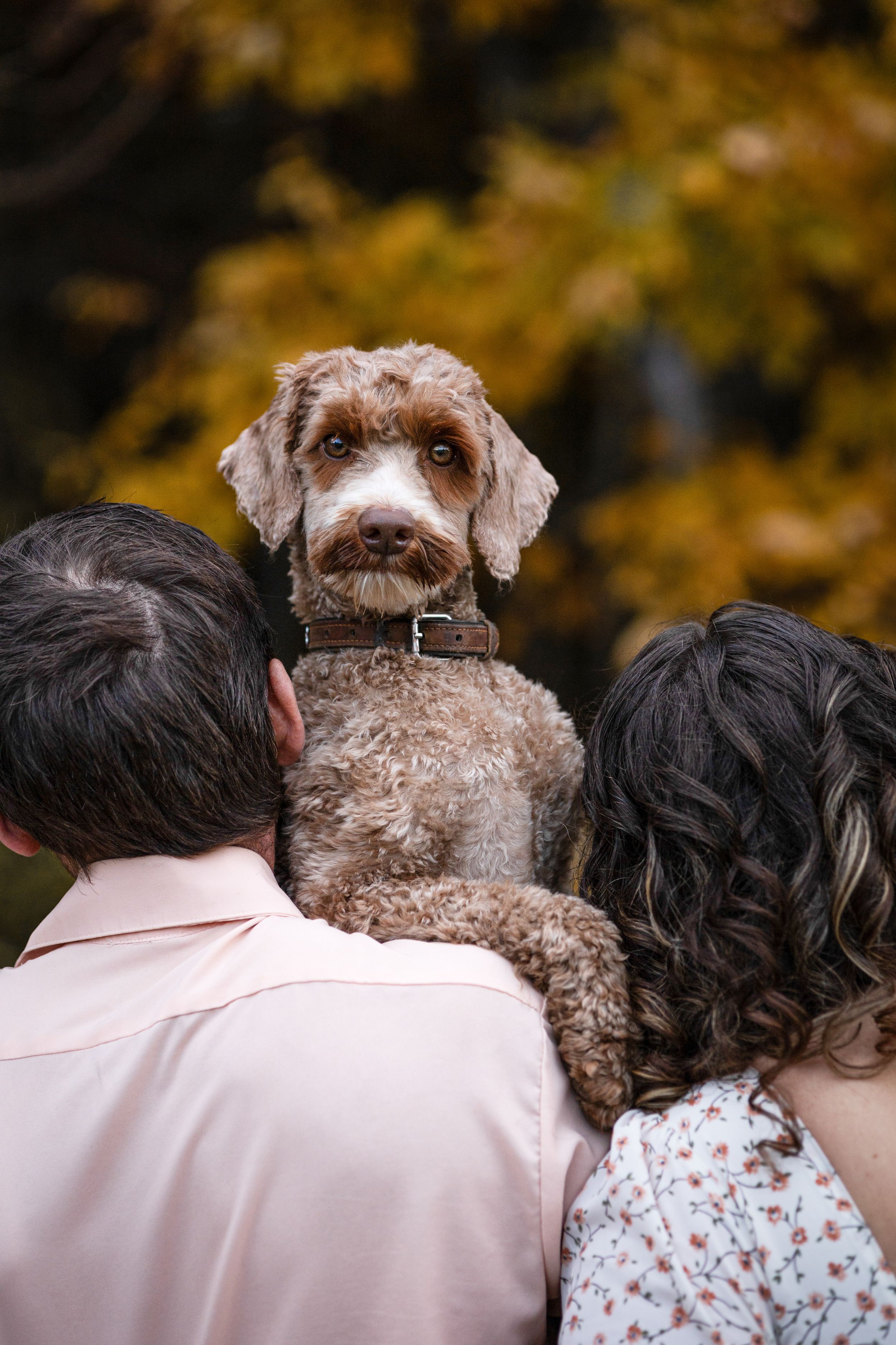 Brown curly-haired dog peeking over shoulders in outdoor autumn setting.