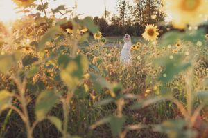 A silhouette of a person among tall sunflowers during golden hour.