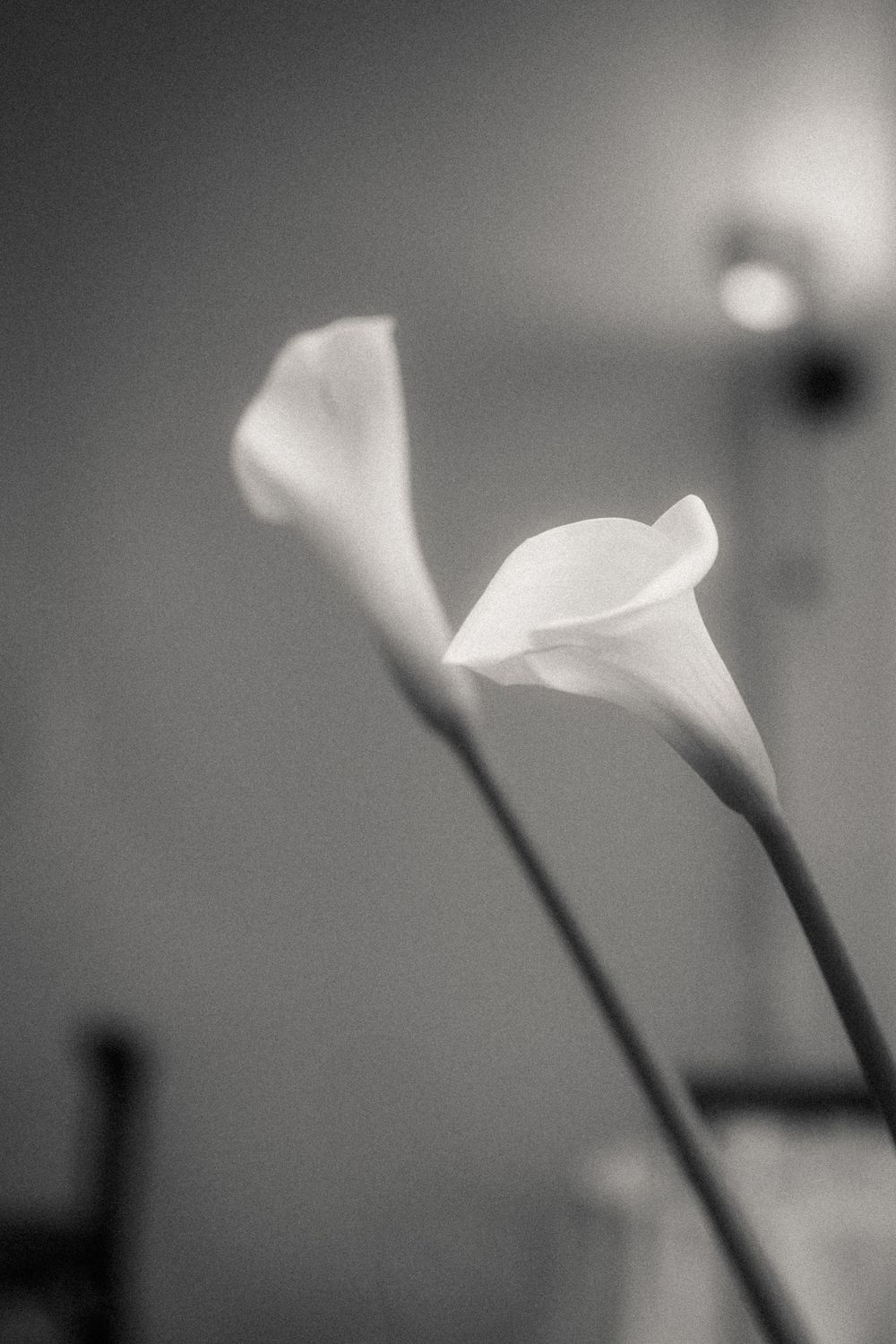 Black and white calla lilies shot in soft light against a blurred background.