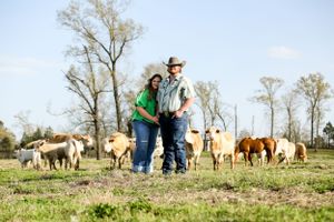 Cattle graze in a pasture while two people stand together in the background.