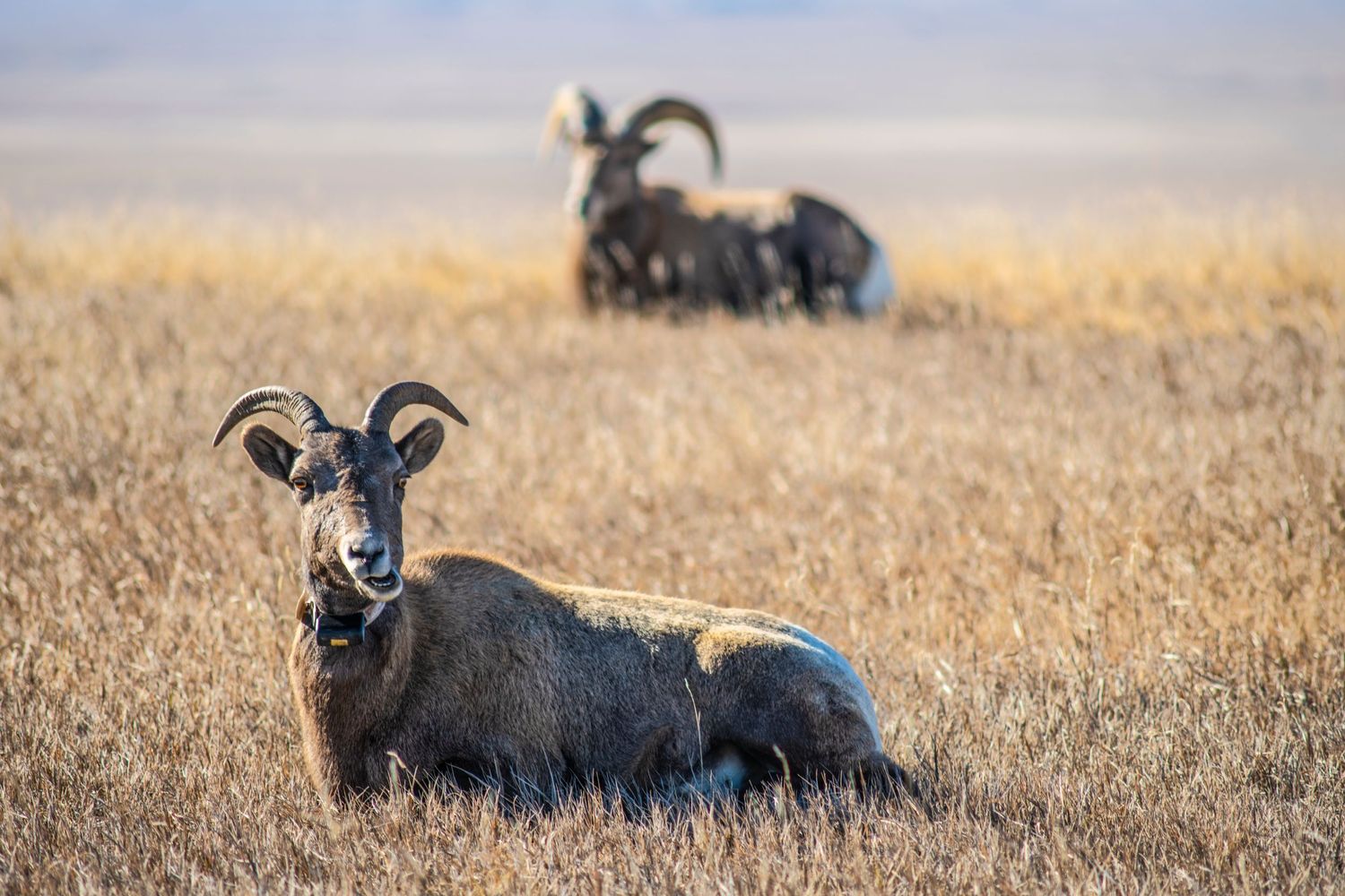 Bighorn sheep with curved horns resting in tall golden grass during autumn.