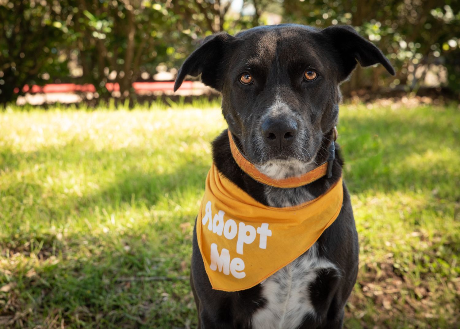 adoptable dog in Houston Texas