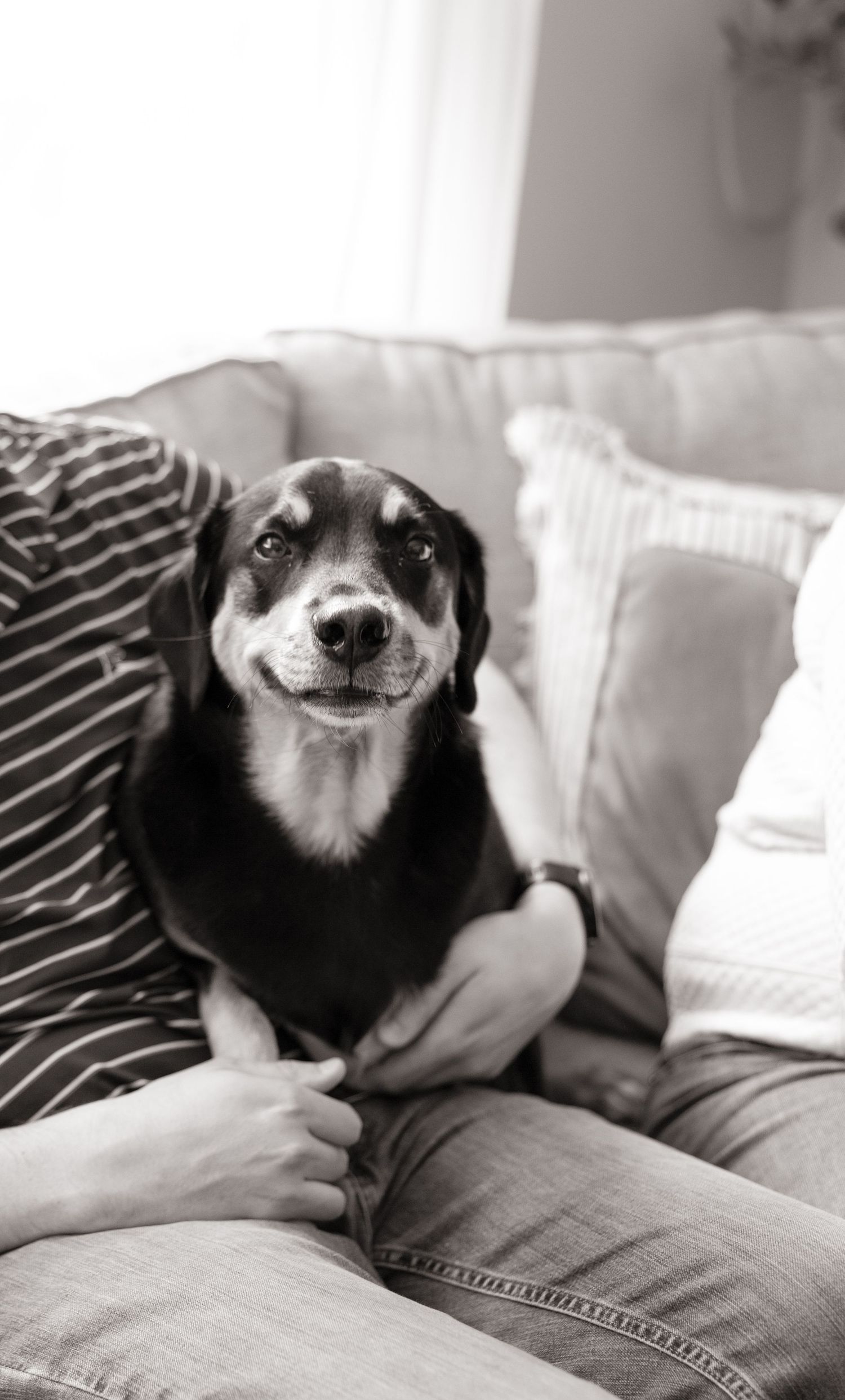 A black and white dog relaxing contentedly on a couch with striped pillows.