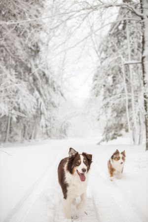 Two Australian shepherds walking on snow-covered path through white winter forest.
