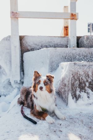 An Australian Shepherd dog lying in the snow against an icy background.