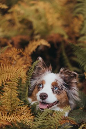 Australian shepherd dog peeks through golden autumn ferns with bright blue eyes.