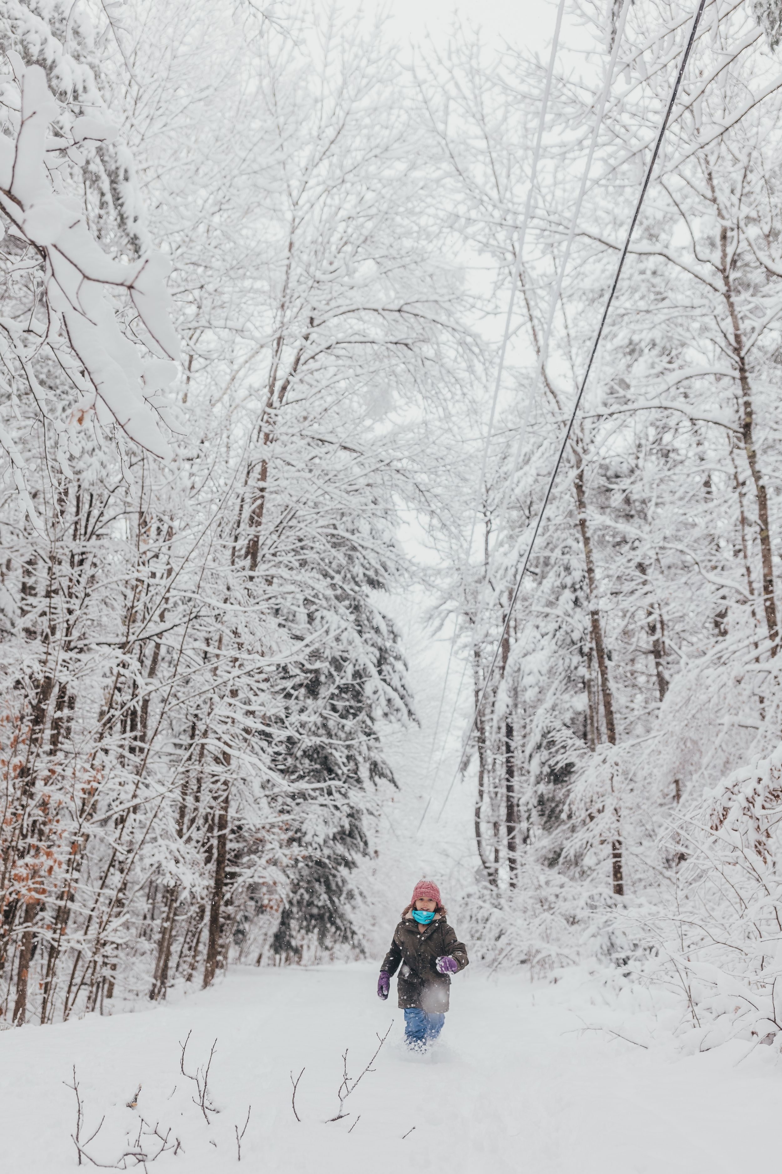 A snowy winter forest scene with fresh powder covering the trees and ground.