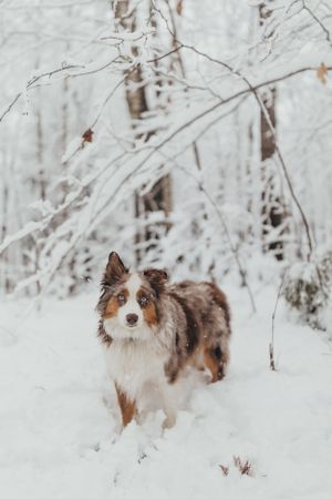 Australian shepherd dog stands alert in snowy winter forest landscape.