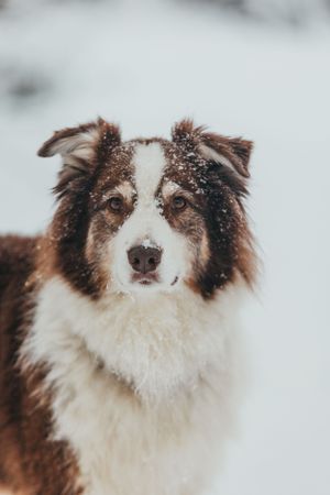 Close-up portrait of an Australian Shepherd dog with snow on its face in winter.