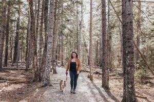 Person walking dog on trail through tall pine forest.