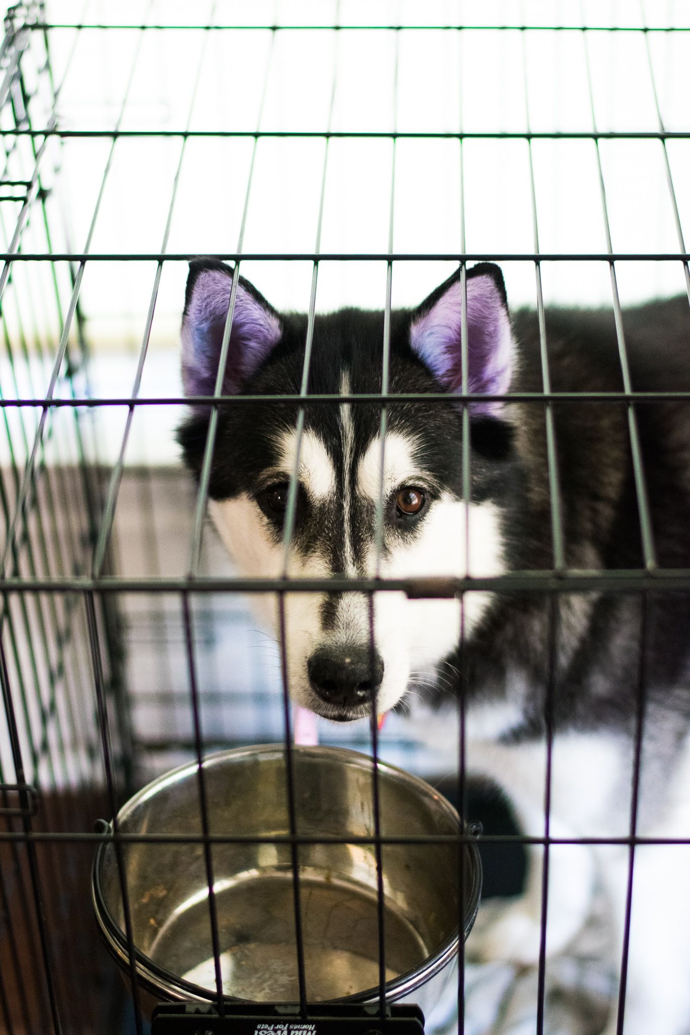 A husky dog with striking blue eyes peers through the metal bars of a crate near a water bowl.