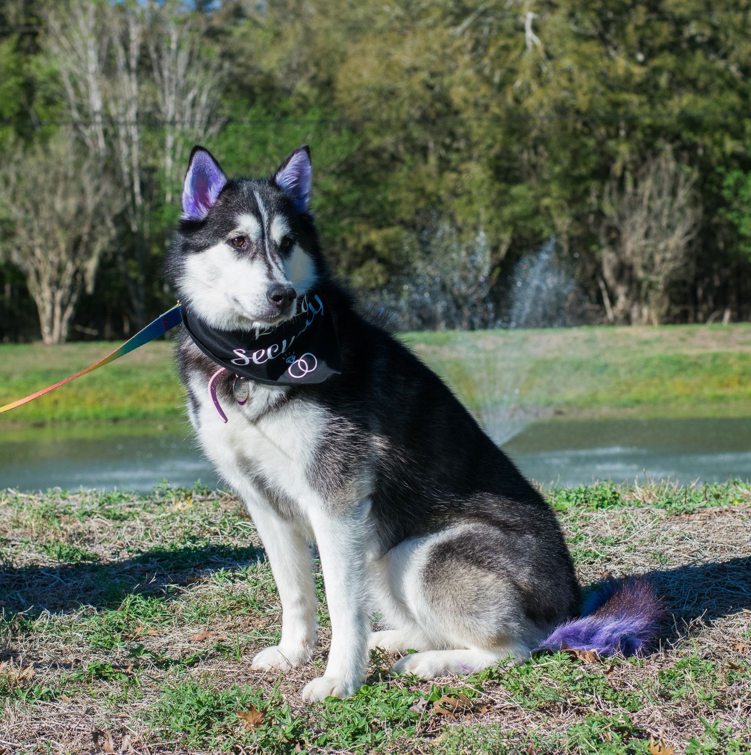 A majestic husky dog with blue eyes sits outdoors in a grassy area wearing a purple collar.