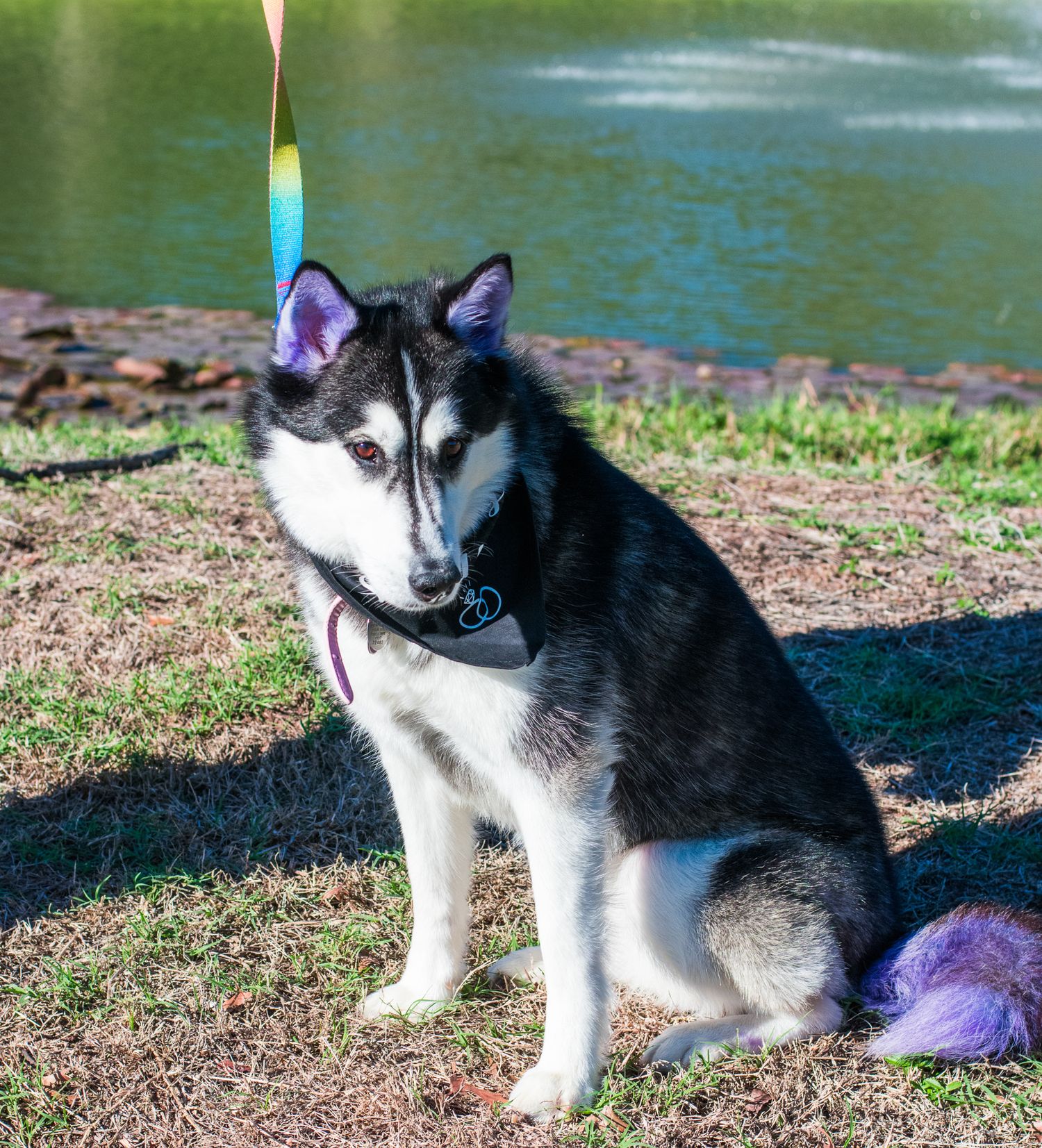 A husky dog with black and white fur wearing purple accessories sits by a lake.