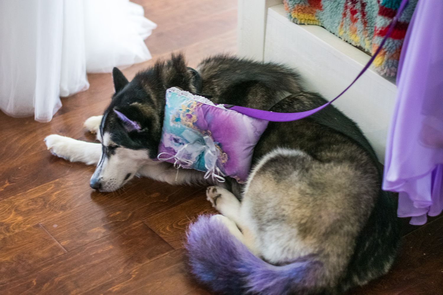 A husky dog sleeping peacefully on a wooden floor with a purple pillow.