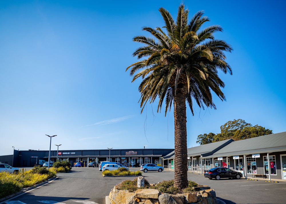 Palm tree stands tall in front of shopping center under blue sky.