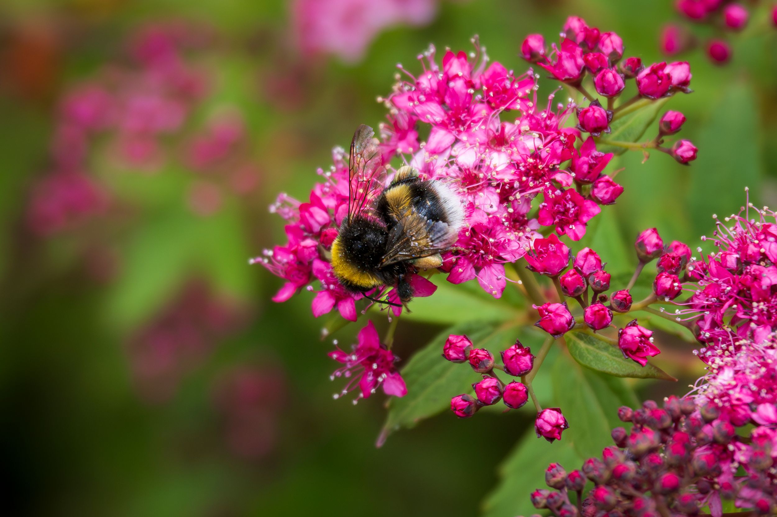Woodland Photography, Bee pollinating pink flowers