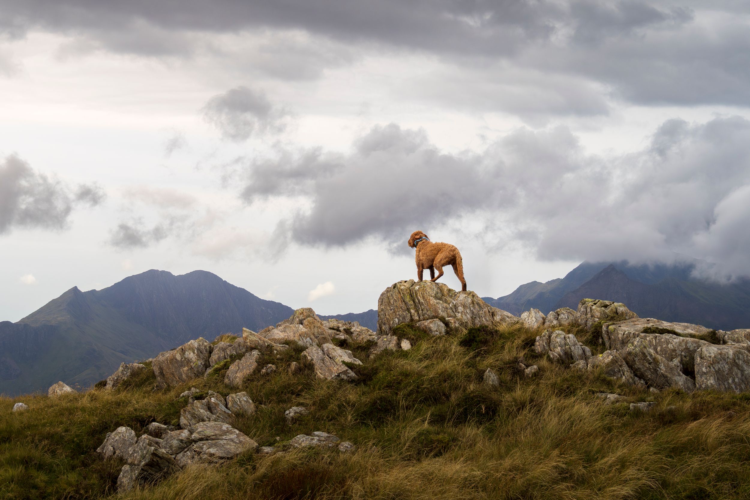 A lone dog overlooking Yr Wyddfa (Snowdon)