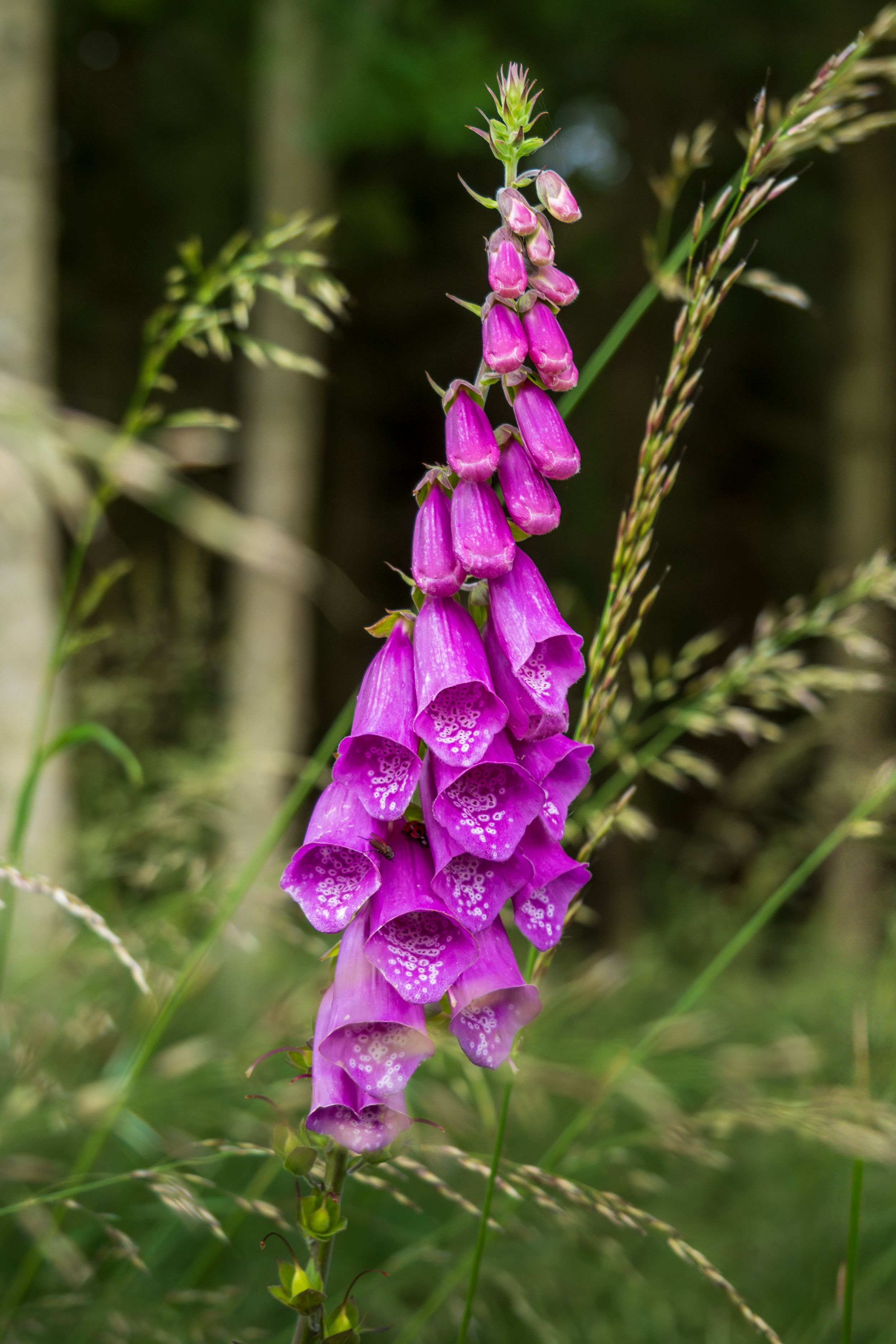 Bright Pink Foxglove
