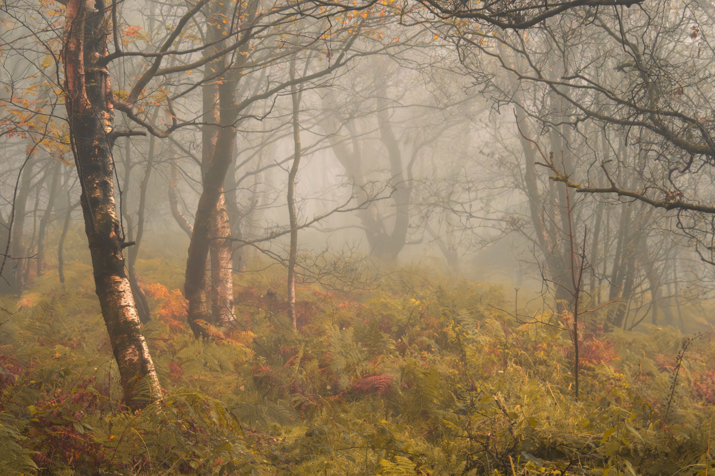 Woodland Photography, Autumnal Trees