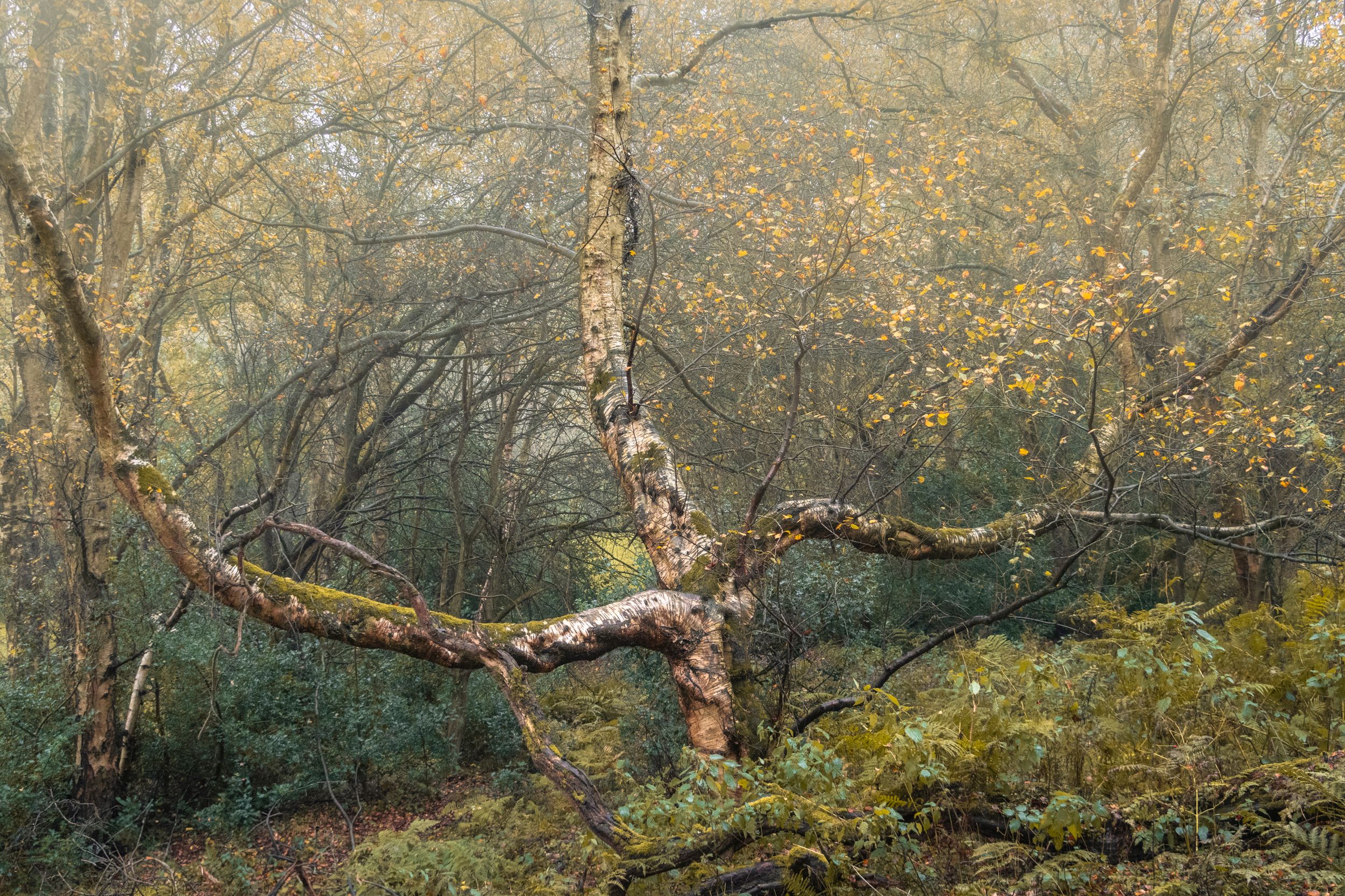 Woodland Photography, Autumnal Tree