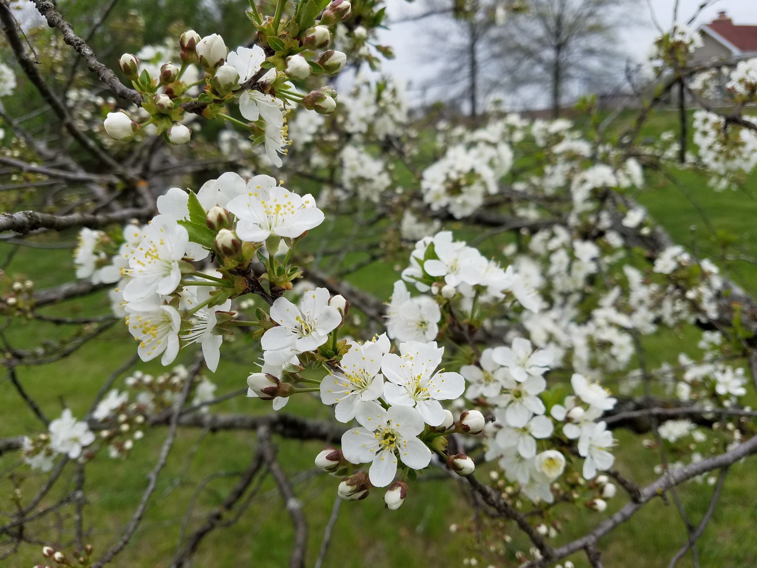 Picture of flowers taken by Rhonda Kay Photography.