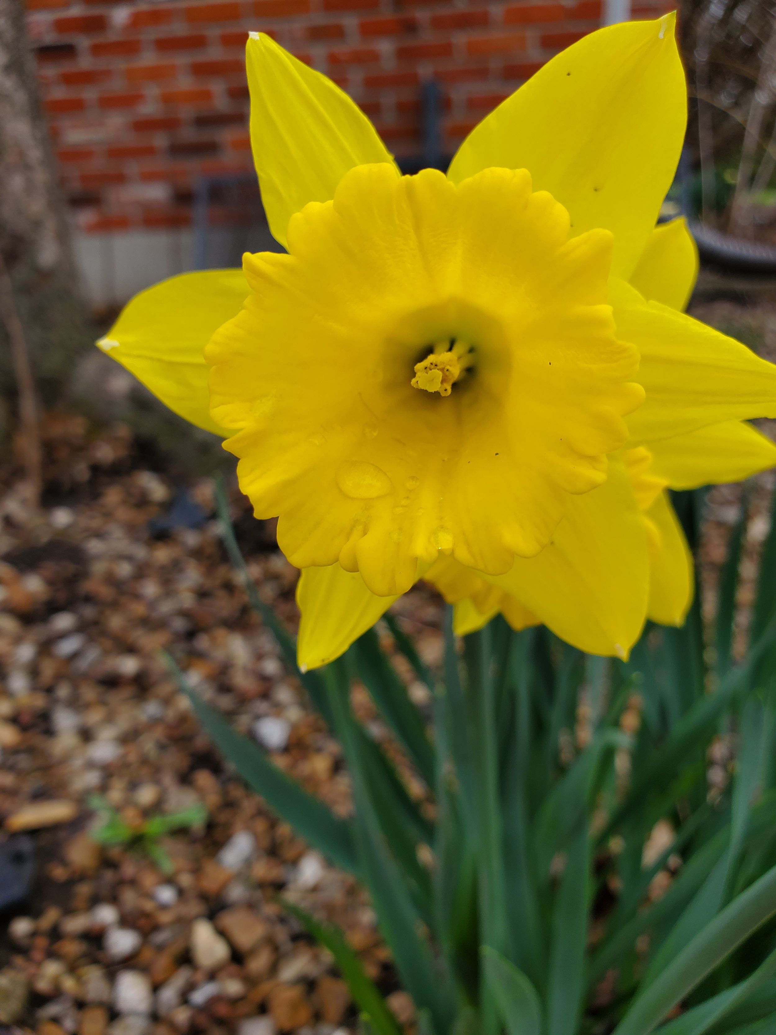 Picture of flower taken by Rhonda Kay Photography.