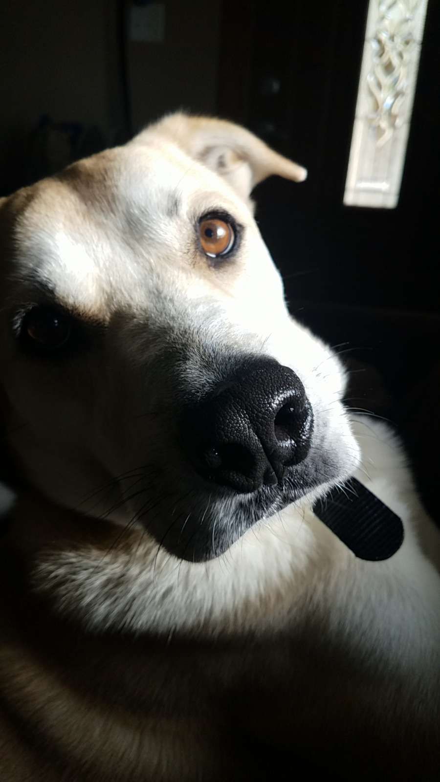 Picture of a pet dog taken by Rhonda Kay Photography.
