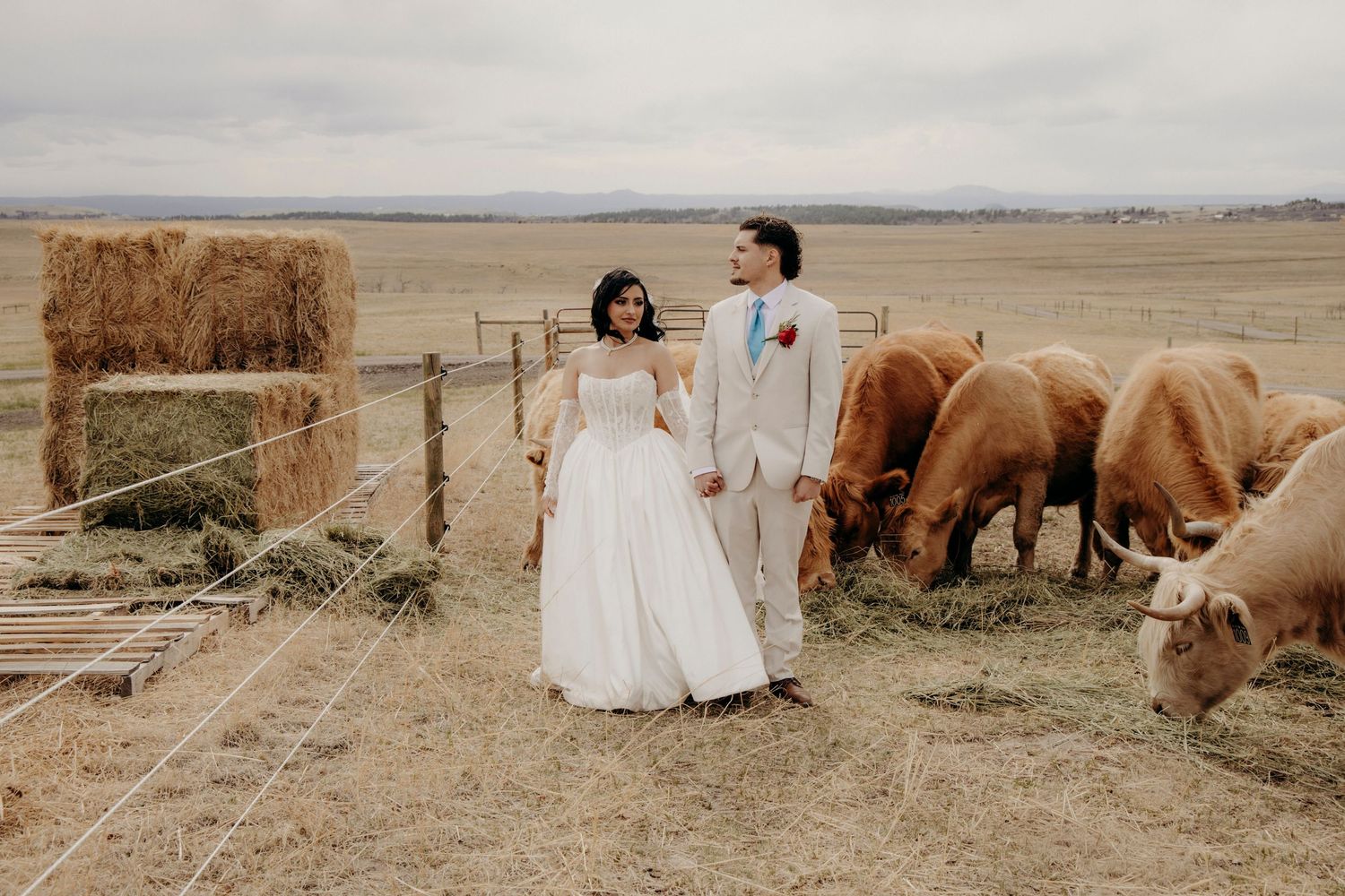 Bride and groom posing with cattle on a rustic farm wedding venue under cloudy skies.