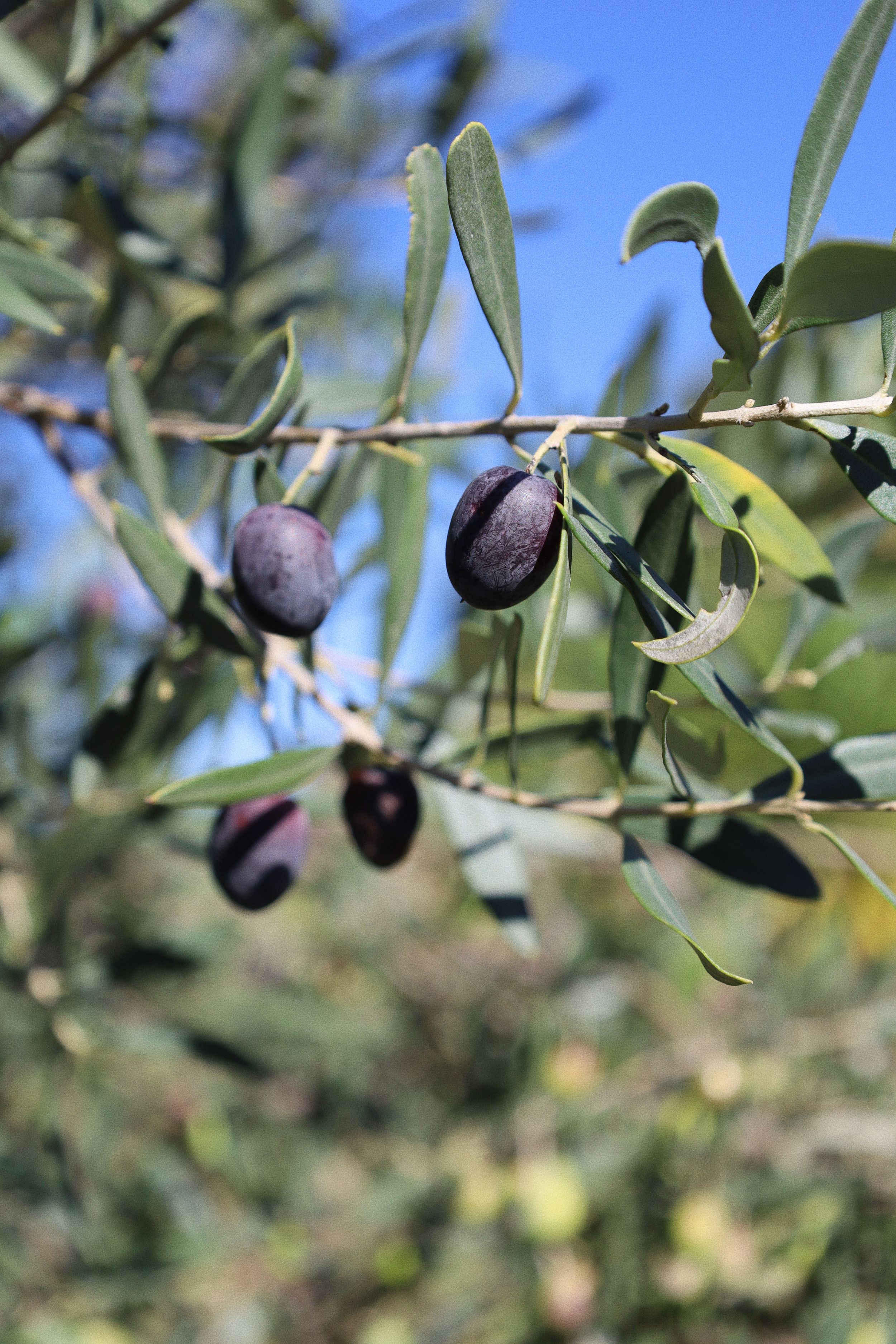 Ripe black olives growing on branches against a blue sky background.