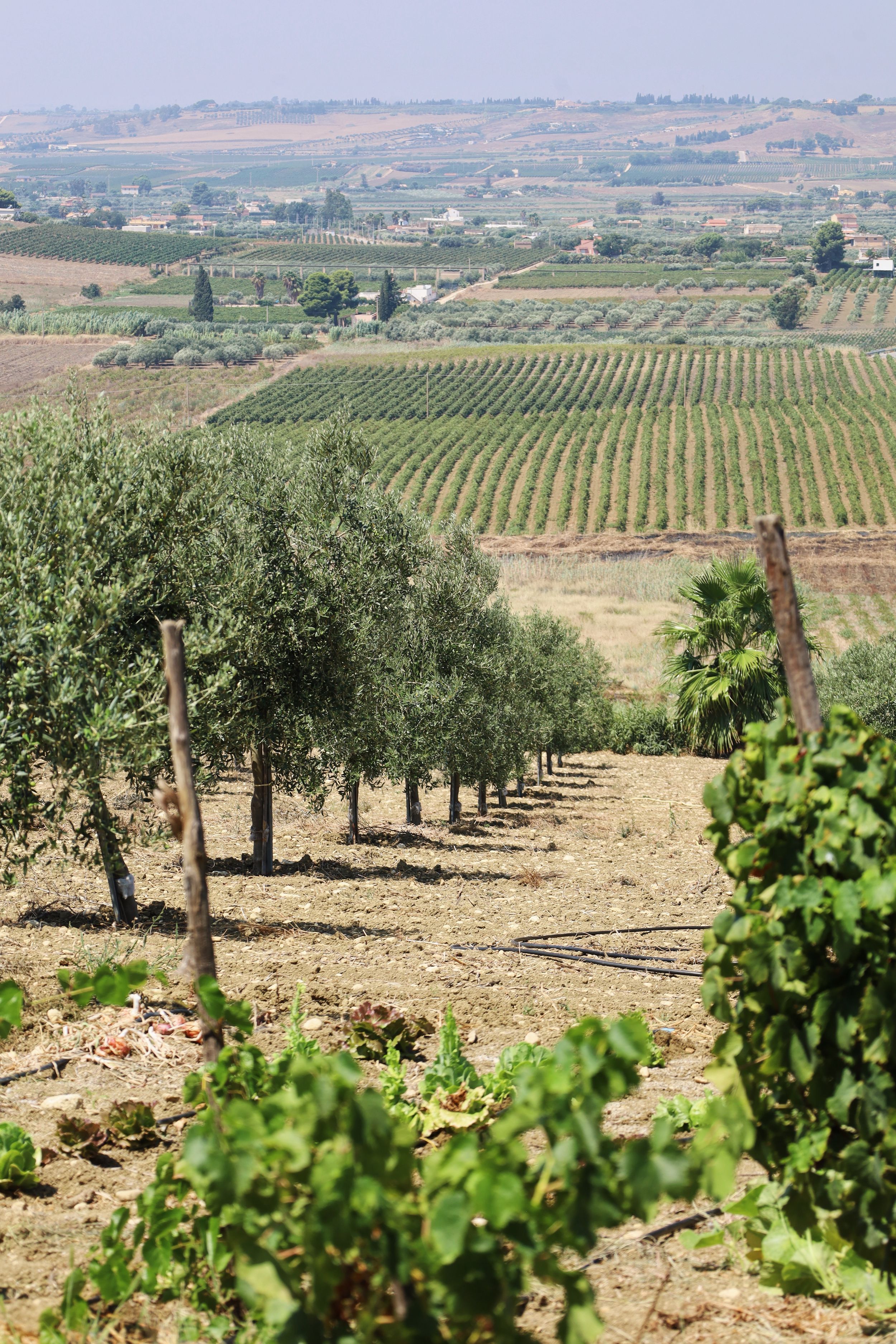 Rows of olive trees and grapevines in a Mediterranean agricultural landscape.