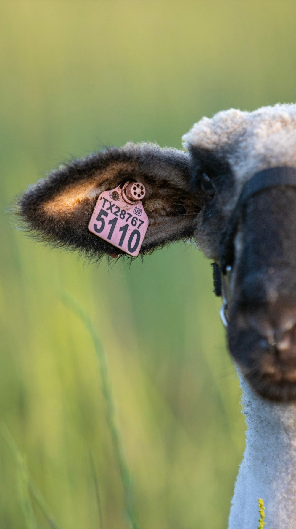 Close-up profile view of a sheep's face showing its ear tag and distinctive black and white coloring.