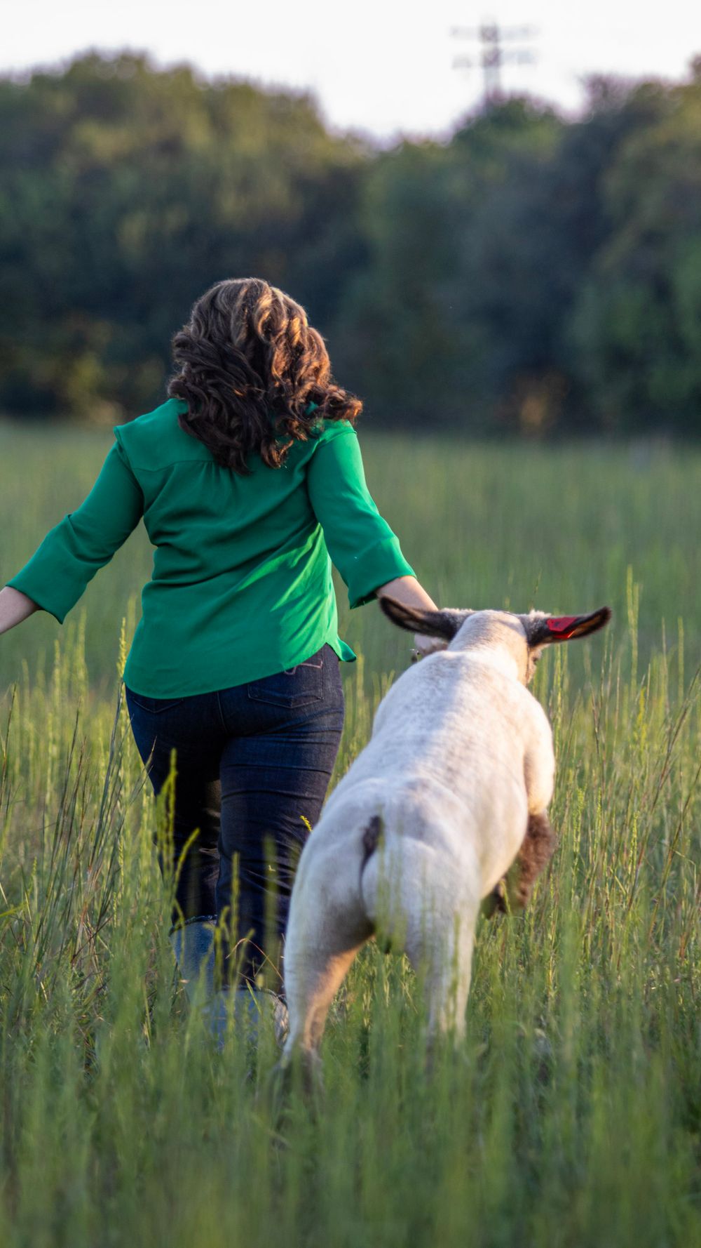 Walking through tall grass with a white sheep on a summer evening.