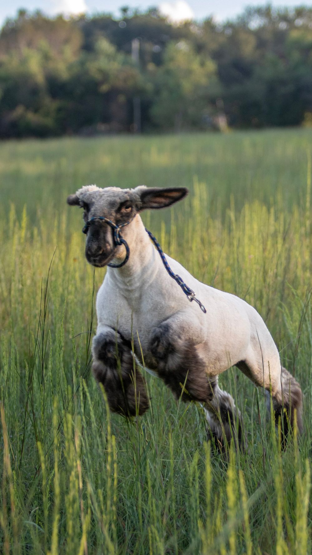 A white sheep with dark face stands alertly in tall green grass.