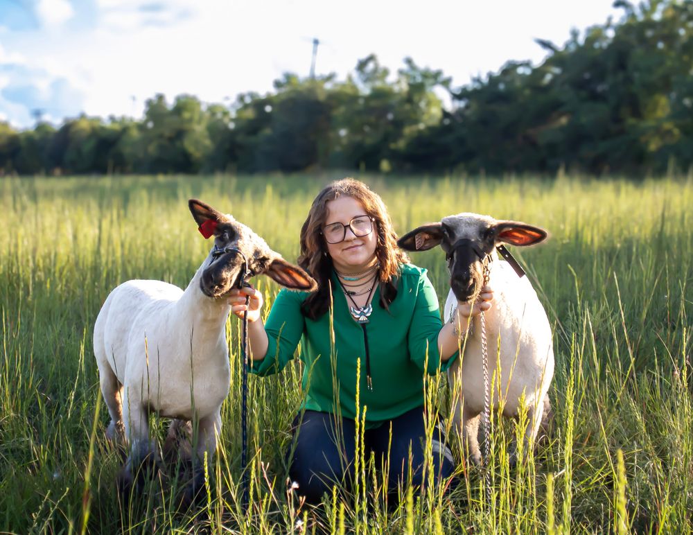 Two white sheep stand beside someone in a green sweater in a sunny meadow.