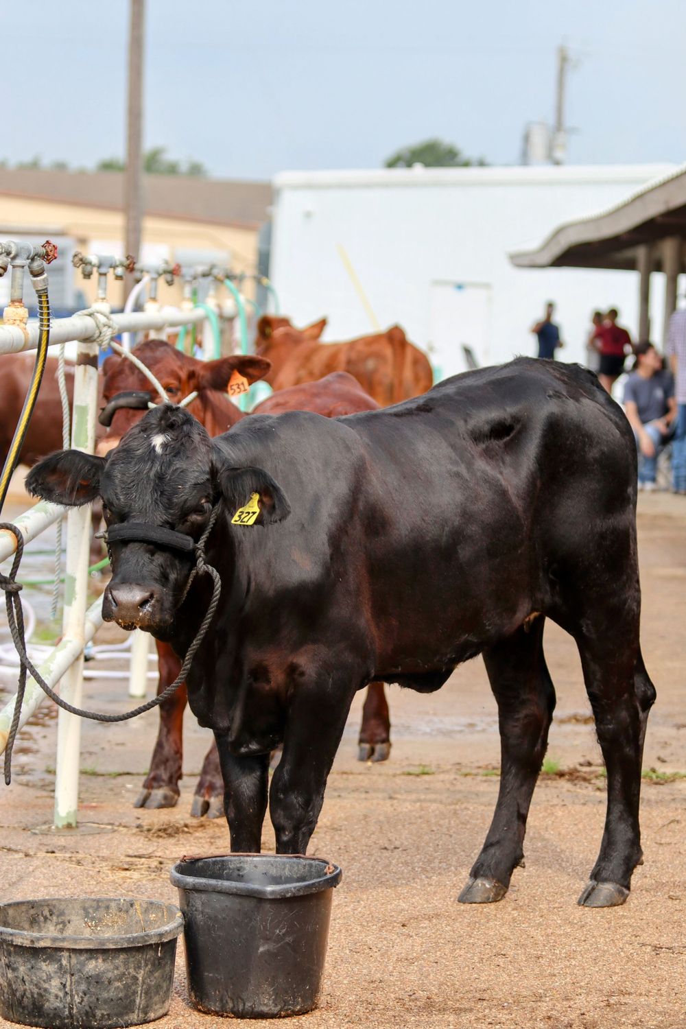 Black cattle lined up at feeding troughs at an agricultural show or fair.