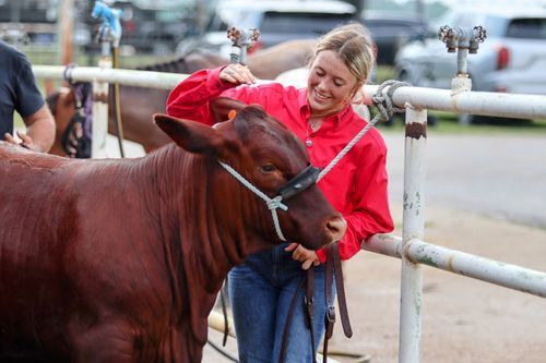 Red-shirted person interacting with brown cattle at a farm.