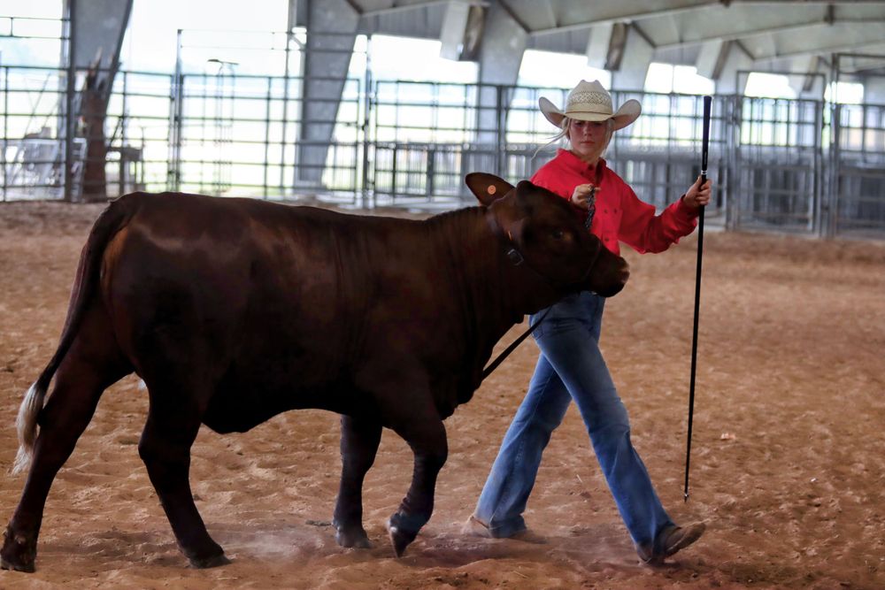 Show participant leading a brown cattle in an indoor arena.