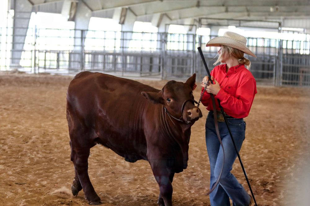 Handler working with a brown show cattle in an indoor exhibition space.
