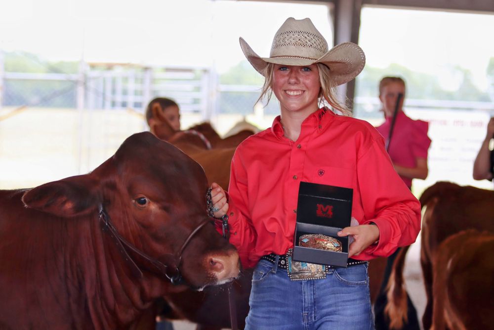Show cattle being presented with handlers in red shirts and cowboy hats.